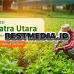 Inovasi Pertanian Sumatera Utara: Meningkatkan Produktivitas dan Kesejahteraan Petani dengan Teknologi Terkini