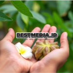 Kalimantan dan Obat Tradisional: Menimbang Pro dan Kontra dalam Penggunaan Obat Herbal