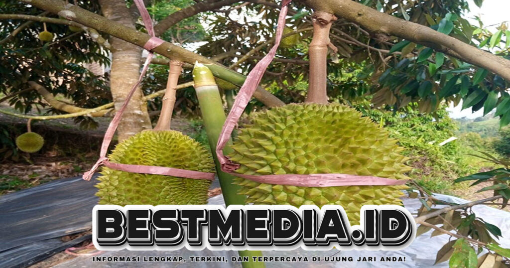 Mengenal 3 Ciri Utama Durian Musang King: Tanda Bintang Lima di Kulitnya