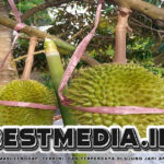 Mengenal 3 Ciri Utama Durian Musang King: Tanda Bintang Lima di Kulitnya