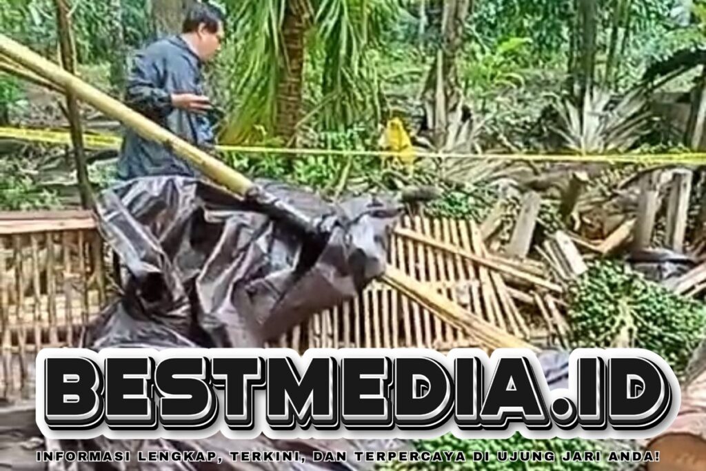 Tiga Orang Tewas Tertimpa Pohon di Arena Sabung Ayam Bali