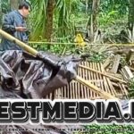 Tiga Orang Tewas Tertimpa Pohon di Arena Sabung Ayam Bali