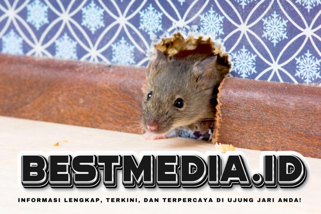 Populasi Tikus Meningkat, Waspadai Penyebaran Penyakit