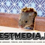 Populasi Tikus Meningkat, Waspadai Penyebaran Penyakit